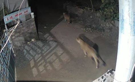 Five lions walking together were caught on CCTV ગીરગઢડા:  એક સાથે પાંચ સિંહની લટાર CCTVમાં કેદ થઈ