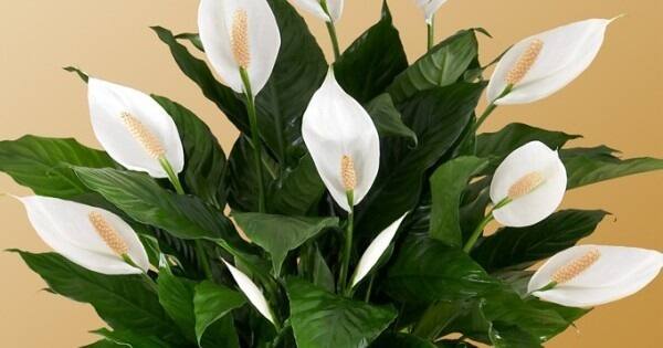 Best Air purifying Indoor Plants to grow at home Lily Plants: ઘરની સુંદરતા વધારવાની સાથે ઝેરી ગેસને પણ દૂર કરે છે આ છોડ, જાણો તેના ગુણો