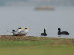 Rankala lake Kolhapur : रंकाळा तलाव परिसरात 7 स्थलांतरित प्रजातींसह 29 प्रजातींच्या 158 पक्ष्यांची नोंद
