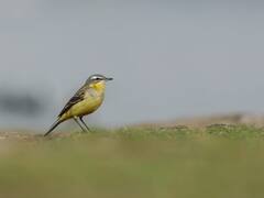 Rankala lake Kolhapur : रंकाळा तलाव परिसरात 7 स्थलांतरित प्रजातींसह 29 प्रजातींच्या 158 पक्ष्यांची नोंद