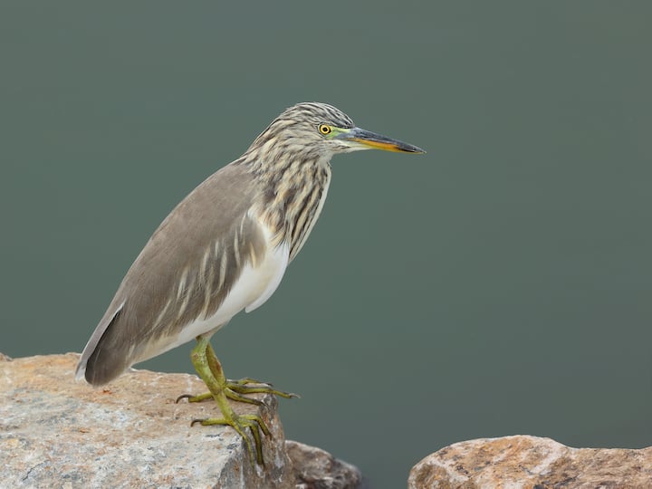 यातील बहुतांश पक्षी हे पाणथळ परिसंस्थेच्या (Wetland ecosystem) जडणघडणीत महत्वाची भूमिका बजावतात.
