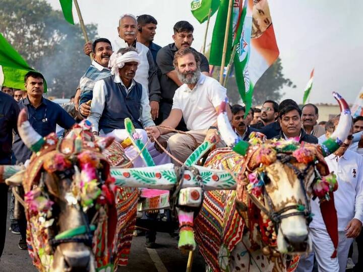Rajasthan Bharat Jodo Yatra Rahul Gandhi drives bullock cart in Bundi farmers could not tell problem ann Rajasthan News: भारत जोड़ो यात्रा में राहुल गांधी ने चलाई बैलगाड़ी, किसान नहीं बता पाए अपनी समस्याएं