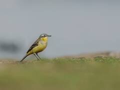 Rankala lake Kolhapur : रंकाळा तलाव परिसरात 7 स्थलांतरित प्रजातींसह 29 प्रजातींच्या 158 पक्ष्यांची नोंद