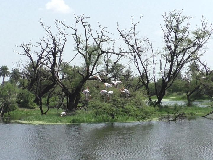 Bharatpur News: यहां रिक्शा चालक बोलते हैं फर्राटेदार इंग्लिश, विदेशी पर्यटकों के लिए बनते हैं 'गाइड