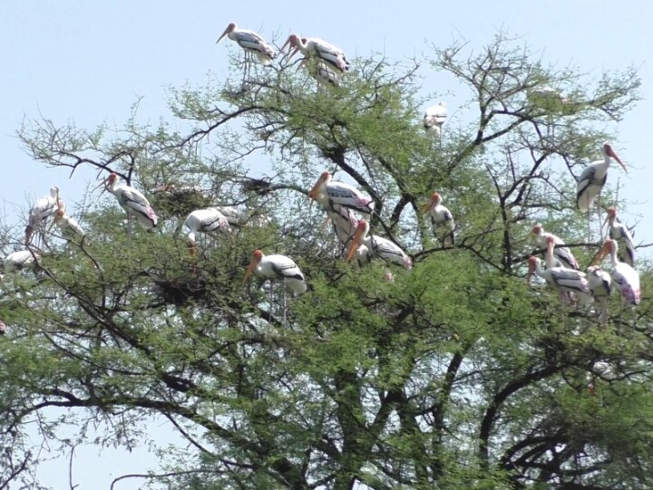 Bharatpur News: यहां रिक्शा चालक बोलते हैं फर्राटेदार इंग्लिश, विदेशी पर्यटकों के लिए बनते हैं 'गाइड