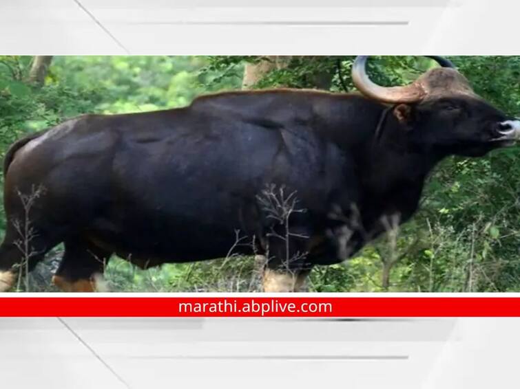 Indian Gava in Kolhapur Sighting of a herd of gava in Wadanage area kolhapur news Indian Gava in Kolhapur : कोल्हापुरात गव्यांचा 'गवगवा' सुरुच; आता वडणगे परिसरात गव्यांच्या कळपाचे दर्शन