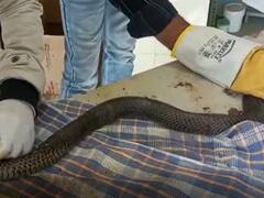 जोधपुर में एक घर के आंगन में मिला घायल ब्लैक कोबरा, माचिया सफारी पार्क में हुई सर्जरी