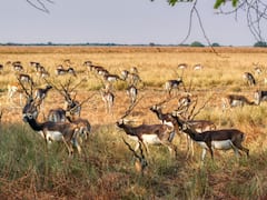 Odisha: Endangered Blackbuck Number Has Doubled In Last Six Years In Ganjam