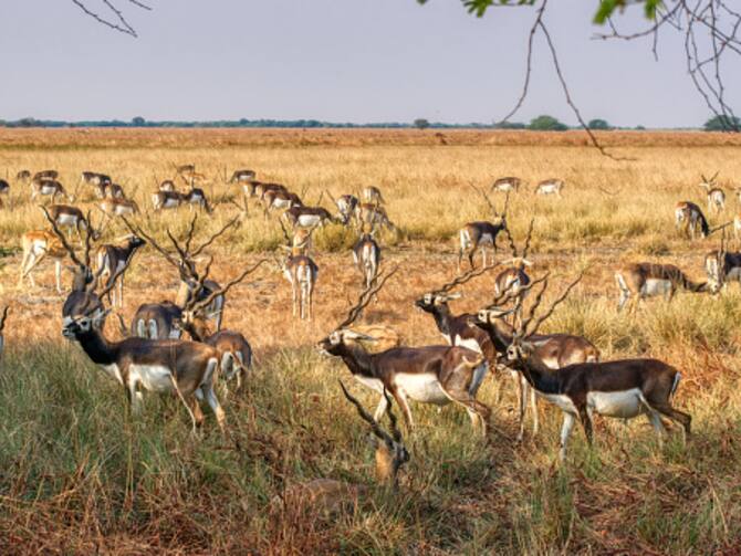 Blackbuck IUNC Red List Number Doubles In Last Six Year Ganjam Odisha Blackbuck IUNC Red List Number Doubles In Last Six Year Ganjam Odisha