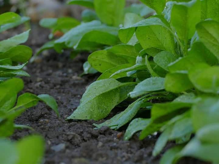 கீரை, உடல் ஆரோக்கியத்திற்கு ஒரு சிறந்த ஊட்டச்சத்து ஆகும்