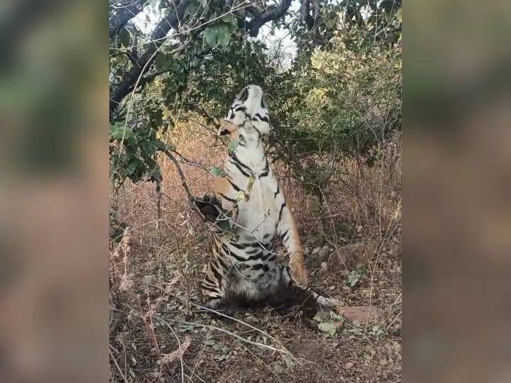 MP News STR Alert After death of Tiger in Panna Tiger Reserve cameras will installed ANN MP News: पन्ना टाइगर रिजर्व में बाघ की मौत के बाद STR अलर्ट, गोपनीय स्थानों पर लगाए जाएंगे कैमरे