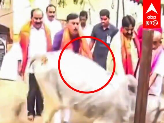 BJP MP GVL Narasimha Rao : ஆசிர்வாதம் வாங்கப் போன பாஜக எம்.பி.. எட்டி உதைத்த மாடு