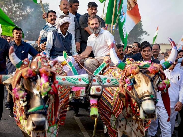 Bharat Jodo Yatra: Rahul Gandhi Joins Farmers On Bullock Cart Ride In Rajasthan's Bundi Bharat Jodo Yatra: Rahul Gandhi Joins Farmers On Bullock Cart Ride In Rajasthan's Bundi. Watch