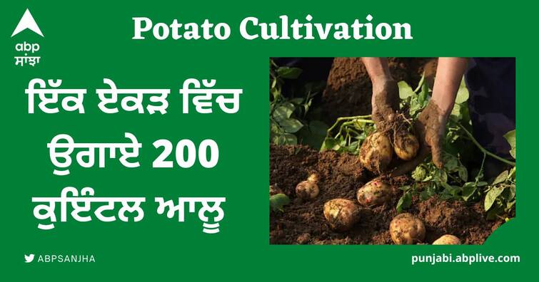 potato cultivation padmashree farmer ram saran verma grew 200 quintal in one acre with 56 inch technique Potato Cultivation: ਕਿਸਾਨ ਨੇ '56 ਇੰਚ' ਤਕਨੀਕ ਨਾਲ ਇੱਕ ਏਕੜ ਵਿੱਚ ਉਗਾਏ 200 ਕੁਇੰਟਲ ਆਲੂ, ਜਾਣੋ ਕੀ ਹੈ ਇਹ ਤਕਨੀਕ?