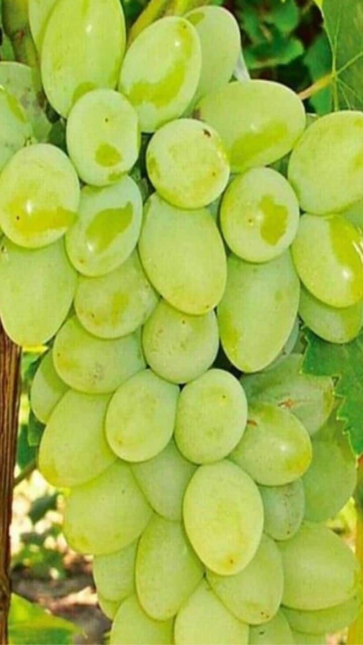 திராட்சை