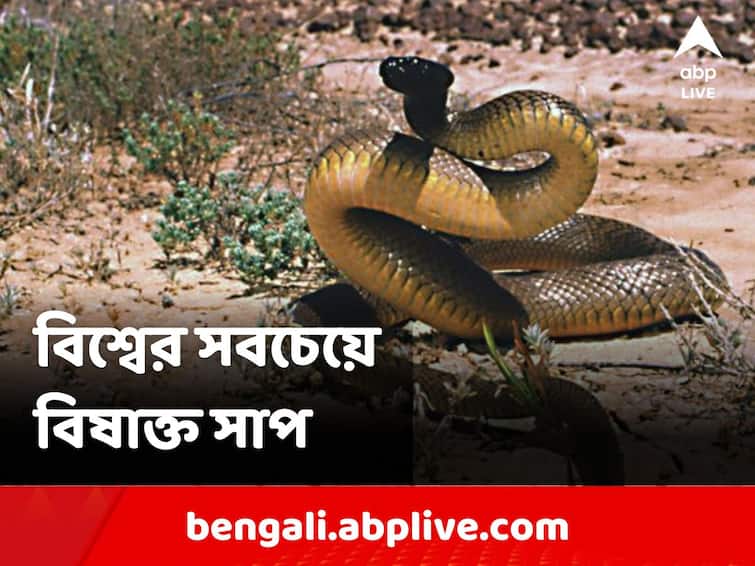 The World's Most Venomous Snake, Its Single Bite Can Kill Over 100 People Viral: এক ছোবলেই ১০০ জনের মৃত্যু! বিশ্বের সবচেয়ে বিষাক্তর তকমা পেল এই সাপ