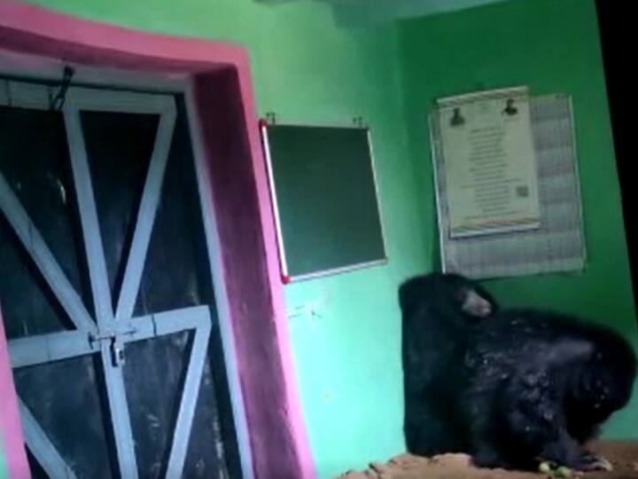 Chhattisgarh Terror of bears in this village of Korba Forest Department did such rescue ann Chhattisgarh: छत्तीसगढ़ के कोरबा जिले में घर से घुसे दो भालू, वन विभाग ने बड़ी मुश्किल से किया रेस्क्यू