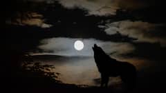 क्या सही में रात में कुत्तों को भूत दिखते हैं, इसलिए वे रोने लगते हैं?