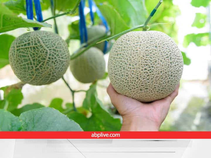 Most Expensive Fruit Yubari Melon of Japan listed as Luxurious Exotic crops Auctioned  in 20 lakh rupees Most Expensive Melon: ये लग्जरी खरबूजा बिकता नहीं,नीलाम होता है... 20 लाख में खरीदकर गिफ्ट कर देते हैं लोग! जानें क्यों है ये खास