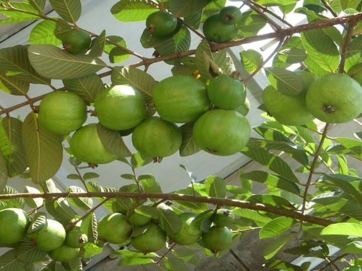 If you want to make old skin young, then definitely take a bath with the water of guava leaves त्वचा को जवान बनाना है तो अमरूद के पत्तों के पानी से जरूर नहाएं
