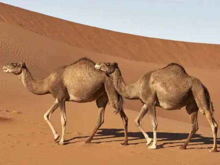 Camel Flu : कोरोना के बाद 'कैमल फ्लू' ने दी दस्तक, ऑस्ट्रेलिया ने जारी किया हेल्थ एडवाइजरी Camel Flu Threat At FIFA World Cup know about it Camel Flu : कोरोना के बाद 'कैमल फ्लू' ने दी दस्तक, ऑस्ट्रेलिया ने जारी किया हेल्थ एडवाइजरी