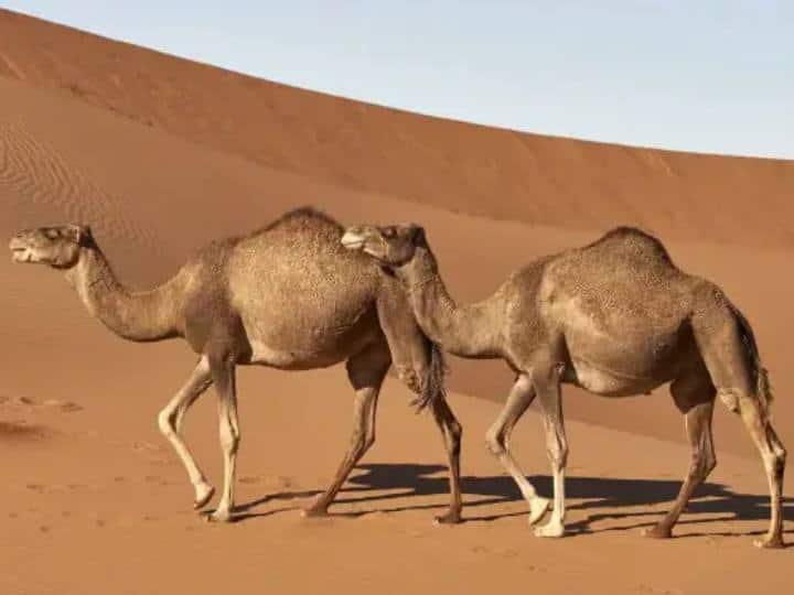 Trending News: Camel Flu: After Corona, ‘Camel Flu’ knocks, Australia issues health advisory