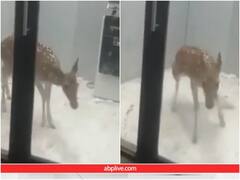 कुत्तों के झुंड से बचने के लिए एटीएम में फंसा हिरण, हैरान कर रहा वीडियो 