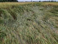 Mandous Cyclone Effect AP: మాండౌస్ తుఫాను వల్ల నాశనమైన పంటలు - కన్నీరు పెడుతున్న అన్నదాతలు