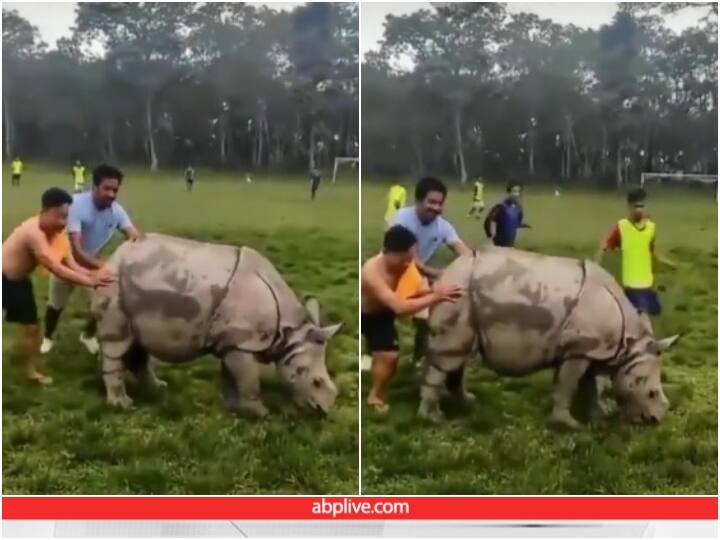 Video: फुटबॉल के मैदान में घुस गया विशालकाय गैंडा, फिर खिलाड़ियों ने जो किया वो वीडियो में देख लीजिए Rhinoceros enters football field while grazing players try to drive it out of field Video: फुटबॉल के मैदान में घुस गया विशालकाय गैंडा, फिर खिलाड़ियों ने जो किया वो वीडियो में देख लीजिए