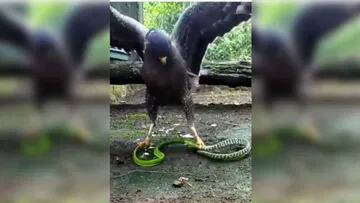 hawk killed snake brutally people will shocked to see this Viral Video: ਜ਼ਹਿਰ ਨਾਲ ਪੰਛੀ ਨੂੰ ਮਾਰਨਾ ਚਾਹਉਂਦਾ ਸੀ ਸੱਪ, ਬਾਜ਼ ਨੇ ਇੱਕ ਹਮਲੇ 'ਚ ਕੀਤਾ ਸਾਰਾ ਕੰਮ ਤਮਾਮ
