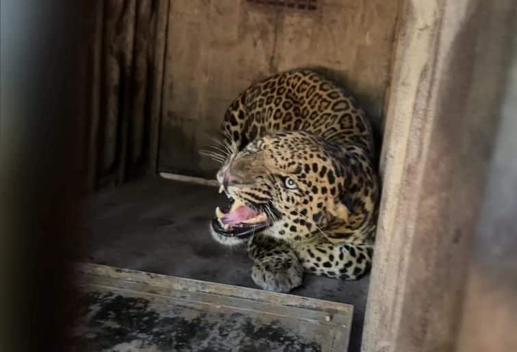 maharashtra news nashik news female Leopard rescued in shinde village one leoaprd died in Sinnar Nashik Leopard News : नाशिकमध्ये बिबट मादी रेस्क्यू तर सिन्नरला तारेच्या कुंपणाला अडकून बिबट मादीचा मृत्यू 
