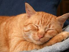 Pune Cat News : उपचारादरम्यान लाडक्या मांजराचा मृत्यू झाल्याने डॉक्टरला मारहाण; पुण्यातील घटना