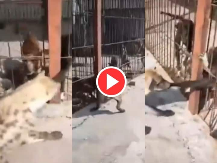 Wild Animal Attack Video Google Trends Dangerous hyena attacked dog in cage Video Goes Viral Now Viral Video: अकेले लकड़बग्घे ने कुत्तों के झुंड को हिला दिया, पिंजरे में बंद थे फिर भी दबोच लिया