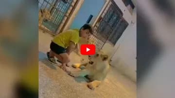 Viral Video: ਖੂੰਖਾਰ ਸ਼ੇਰਾਂ ਨਾਲ ਮਸਤੀ ਕਰਦਾ ਦੇਖਿਆ ਗਿਆ ਬੱਚਾ, ਸ਼ਿਕਾਰੀ ਜਾਨਵਰ ਨੇ ਫੜਿਆ ਹੱਥ! ਦੇਖੋ ਵੀਡੀਓ Viral Video: ਖੂੰਖਾਰ ਸ਼ੇਰਾਂ ਨਾਲ ਮਸਤੀ ਕਰਦਾ ਦੇਖਿਆ ਗਿਆ ਬੱਚਾ, ਸ਼ਿਕਾਰੀ ਜਾਨਵਰ ਨੇ ਫੜਿਆ ਹੱਥ! ਦੇਖੋ ਵੀਡੀਓ