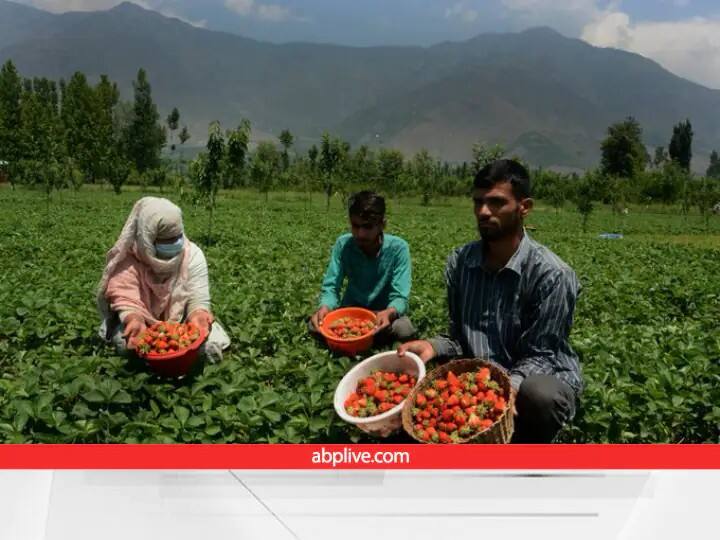 PM Fasal Bima Yojana: प्रधानमंत्री फसल बीमा योजना की अंतिम तारीख तय, गाइडलाइन के साथ जानें कैसे करें आवेदन Pradhan Mantri Fasal Bima Yojana Last Date 31 December Know How to Apply and Guidelines ANN PM Fasal Bima Yojana: प्रधानमंत्री फसल बीमा योजना की अंतिम तारीख तय, गाइडलाइन के साथ जानें कैसे करें आवेदन