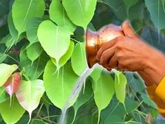 Safala Ekadashi 2022: सफला एकादशी की पूजा में न करें ऐसी गलती, पुण्य की जगह बनेंगे पाप के भागी