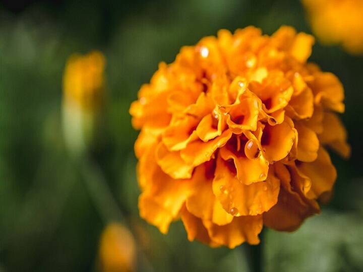 Benefits of marigold flower To keep the skin young for a long time use marigold flower just like this Marigold Flower Benefits: त्वचा को लंबे समय तक बनाए रखना है जवां, गेंदे के फूल का बस इस तरह करें इस्तेमाल