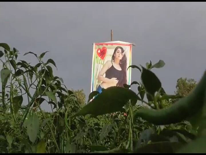 Warangal News Farmer Puts up Heroine Charmi Bikini Poster to Keep Crop Safe Warangal News: మిర్చి తోటలో హీరోయిన్ ఛార్మి ఫొటో - ఎందుకో తెలుసా?
