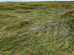 Mandous Cyclone Effect AP: మాండౌస్ తుఫాను వల్ల నాశనమైన పంటలు - కన్నీరు పెడుతున్న అన్నదాతలు