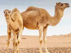 Camel Flu : કોરોના કરતા પણ વધુ ખતરનાક વાયરસે દીધો ટકોરો, FIFA વર્લ્ડકપને લઈને ચેતવણી