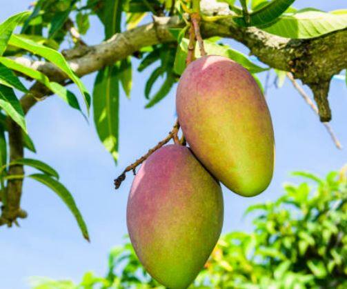 बदलत्या वातावरणाचा हापूसला फटका