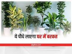 Vastu Tips 2023: नए साल में घर पर लगाएं धन-दौलत देने वाले ये 7 पौधे