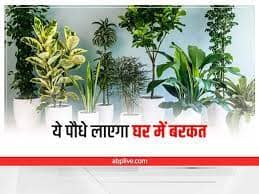 Vastu Tips 2023: आर्थिक तरक्की के लिए वास्तु कुछ शुभ पौधों के बारे में बताया गया है. अगर आप धन की कमी से परेशान हैं तो नए साल 2023 में अपने घर पर ये पौधे जरूर लगाएं. इससे आर्थिक तंगी दूर होगी.