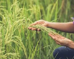 PM Kisan Yojana: ਜੇਕਰ ਲਾਭਪਾਤਰੀਆਂ ਦੀ ਸੂਚੀ ਚ ਨਜ਼ਰ ਆ ਰਿਹਾ ਅਜਿਹਾ ਸੰਦੇਸ਼, ਭੁੱਲ ਜਾਓ ਪ੍ਰਧਾਨ ਮੰਤਰੀ ਕਿਸਾਨ ਯੋਜਨਾ ਦੀ 13ਵੀਂ ਕਿਸ਼ਤ
