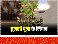 तुलसी के इन नियमों को भूलकर भी ना करें नजरअंदाज, घर में आता है दुर्भाग्य