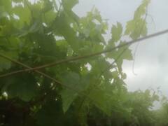 राज्याच्या विविध भागात पावसाची हजेरी, फळबाग उत्पादक शेतकरी चिंतेत; रोगांचा प्रादुर्भाव होण्याची शक्यता