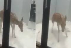 Viral Video: ਕੁੱਤਿਆਂ ਦੀ ਭਰਮਾਰ ਤੋਂ ਬਚਣ ਲਈ ATM 'ਚ ਫਸਿਆ ਹਿਰਨ, ਹੈਰਾਨ ਕਰਨ ਵਾਲੀ ਵੀਡੀਓ