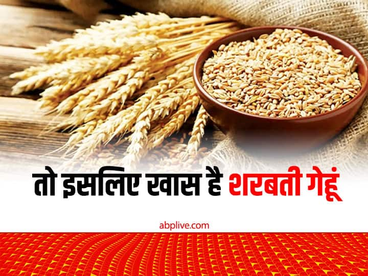 Sharbati Gehu also Known as premium Sharbati Wheat is landmark of Taste and Health know the Specialties Sharbati Gehu Special: क्यों हर कोई पसंद करता है शरबती गेहूं की रोटियां, अब विदेश में भी चलता है इस प्रीमियम गेहूं का सिक्का