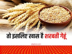 क्यों हर कोई पसंद करता है शरबती गेहूं की रोटियां, अब विदेश में भी चलता है इस प्रीमियम गेहूं का सिक्का