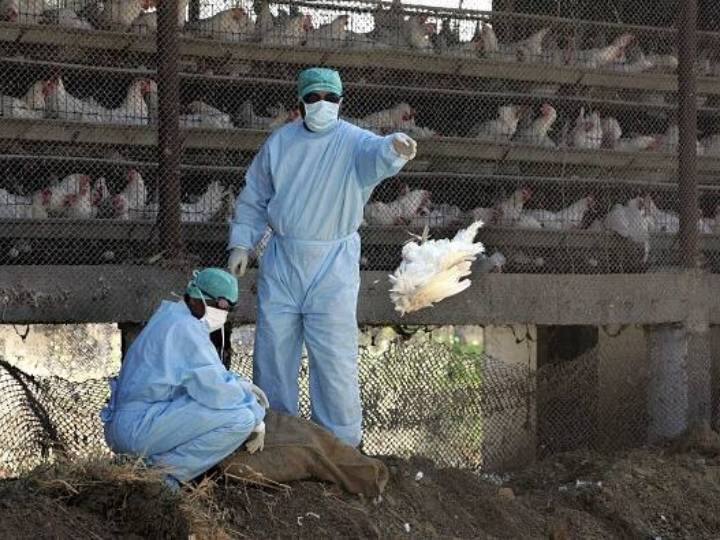 Bird flu outbreak reported in two villages in Kerala Kottayam Kerala Bird Flu: केरल के दो गांवों में बढ़ा बर्ड फ्लू का खतरा, लगभग 8,000 पक्षियों को मारने के मिले आदेश
